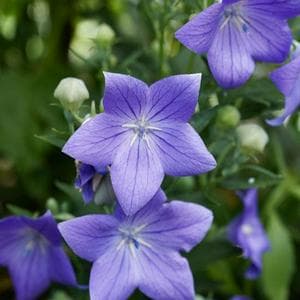 profile_April 23 (Balloon Flower)