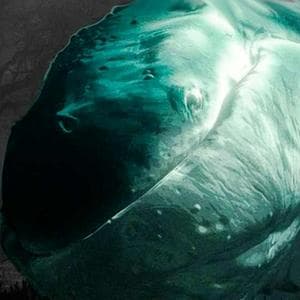 profile_The Whale