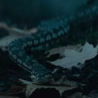 (Salem Seven) Snake MBTI -Persönlichkeitstyp image