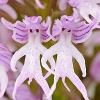 Naked Man Orchid MBTI Personality Type image