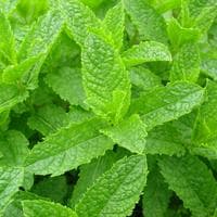 profile_Spearmint