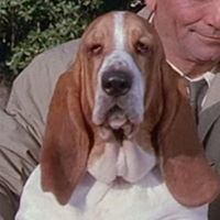 Columbo's dog tipe kepribadian MBTI image