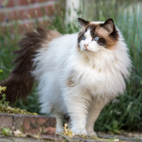 profile_Ragdoll Cat