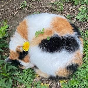 profile_hane的前妻