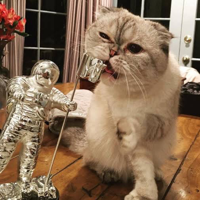 profile_Olivia (Taylor Swift’s cat)