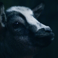 Milo the goat MBTI -Persönlichkeitstyp image