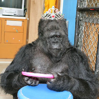 Koko The Gorilla type de personnalité MBTI image