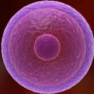 profile_Egg cell