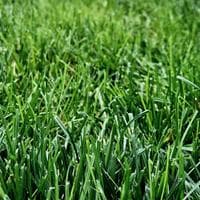 Freshly Cut Grass MBTI 성격 유형 image