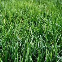 Freshly Cut Grass type de personnalité MBTI image