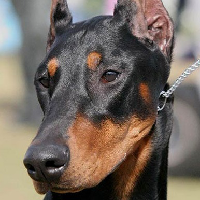 Doberman Pinscher (Dobie) mbti kişilik türü image