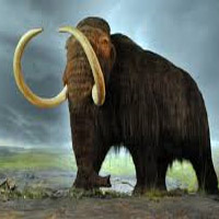 Woolly Mammoth mbti kişilik türü image