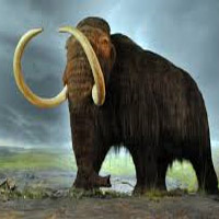 Woolly Mammoth tipo di personalità MBTI image