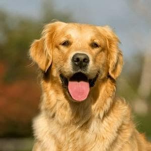 profile_Golden Retriever