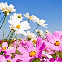 Love Spring نوع شخصية MBTI image