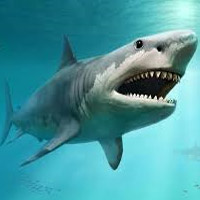 Megalodon tipo di personalità MBTI image