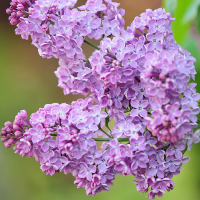 Lilac tipe kepribadian MBTI image