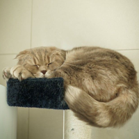 profile_Iz(SuriNoel)