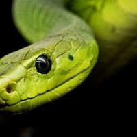 Snake tipe kepribadian MBTI image