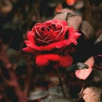 Red Rose MBTI Personality Type image
