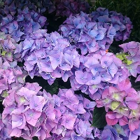 Hydrangea MBTI -Persönlichkeitstyp image