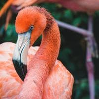 Flamingo tipo di personalità MBTI image