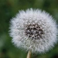 Dandelion MBTI Personality Type image