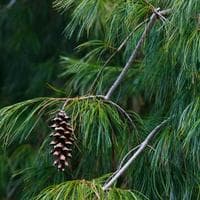 profile_Pine