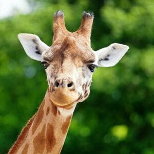 profile_Giraffe