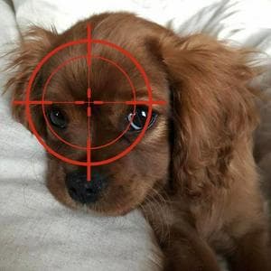 profile_Dog in the crosshairs (Собака под прицелом)
