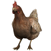 Chickens tipo de personalidade mbti image