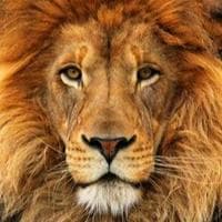 Lion mbti kişilik türü image