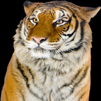 Giant Realistic Flying Tiger tipo de personalidade mbti image