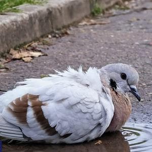 profile_Голубь
