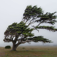 Wind type de personnalité MBTI image