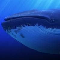 Whale MBTI性格类型 image