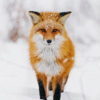Red Fox tipo di personalità MBTI image