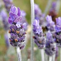 profile_Lavender