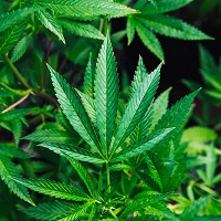 In Favor of Legalizing Marijuana MBTI Personality Type image
