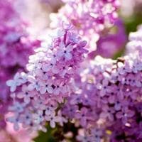 Purple Lilac тип личности MBTI image