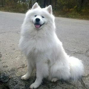 profile_Снежок (Самоедская собака)