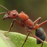 Ant نوع شخصية MBTI image