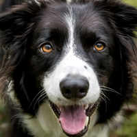 profile_Dog