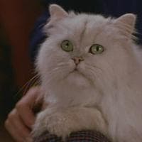 Snowbell نوع شخصية MBTI image