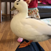 profile_Butchy the duck