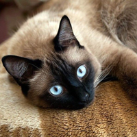 Siamese Cat MBTI Personality Type image