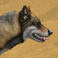 profile_Dire Wolf