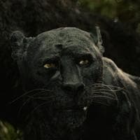 Bagheera MBTI Personality Type image