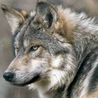 Wolf tipe kepribadian MBTI image
