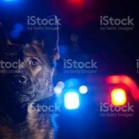 German Shepherd نوع شخصية MBTI image